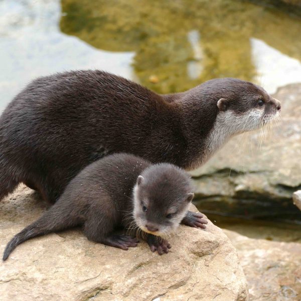 Loutre naine d'Asie - Nature et Zoo : l'actualité des zoos