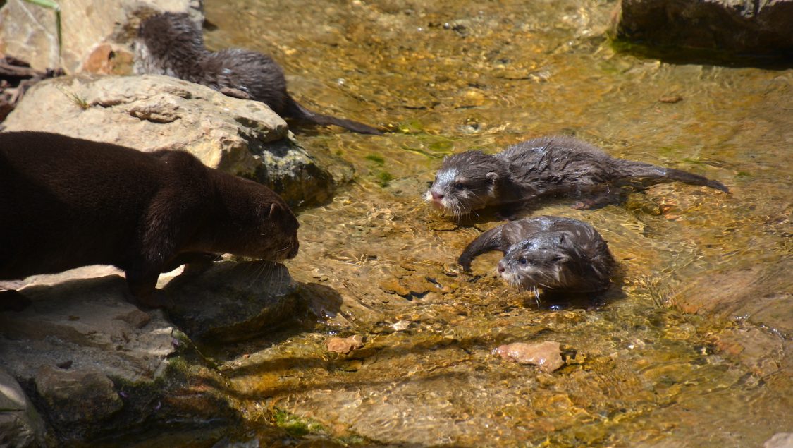 Quatre bébés loutres naines d'Asie sont nés au parc animalier d