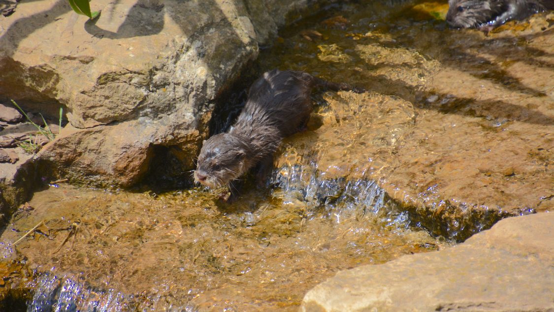 Loutre naine d'Asie - Nature et Zoo : l'actualité des zoos