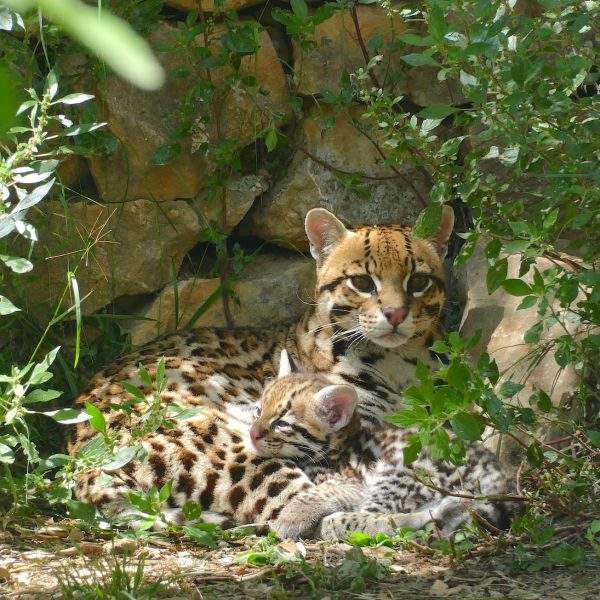 nature - La nature et ses trésors - Page 24 Ocelot-jeune-05-21-20-32-copie-600x600