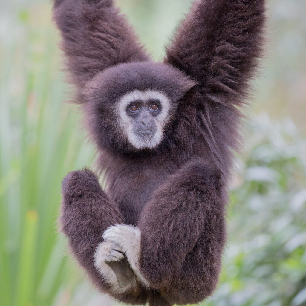 Alles over de Gibbon National Geographic Junior