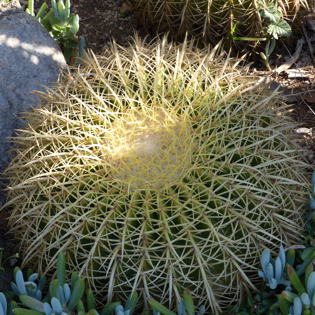 Echinocactus Coussin de bellemère ZOA — free download